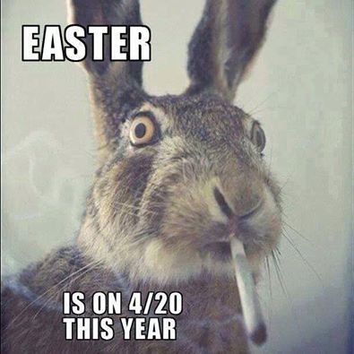 Surprised bunny smoking on 4/20